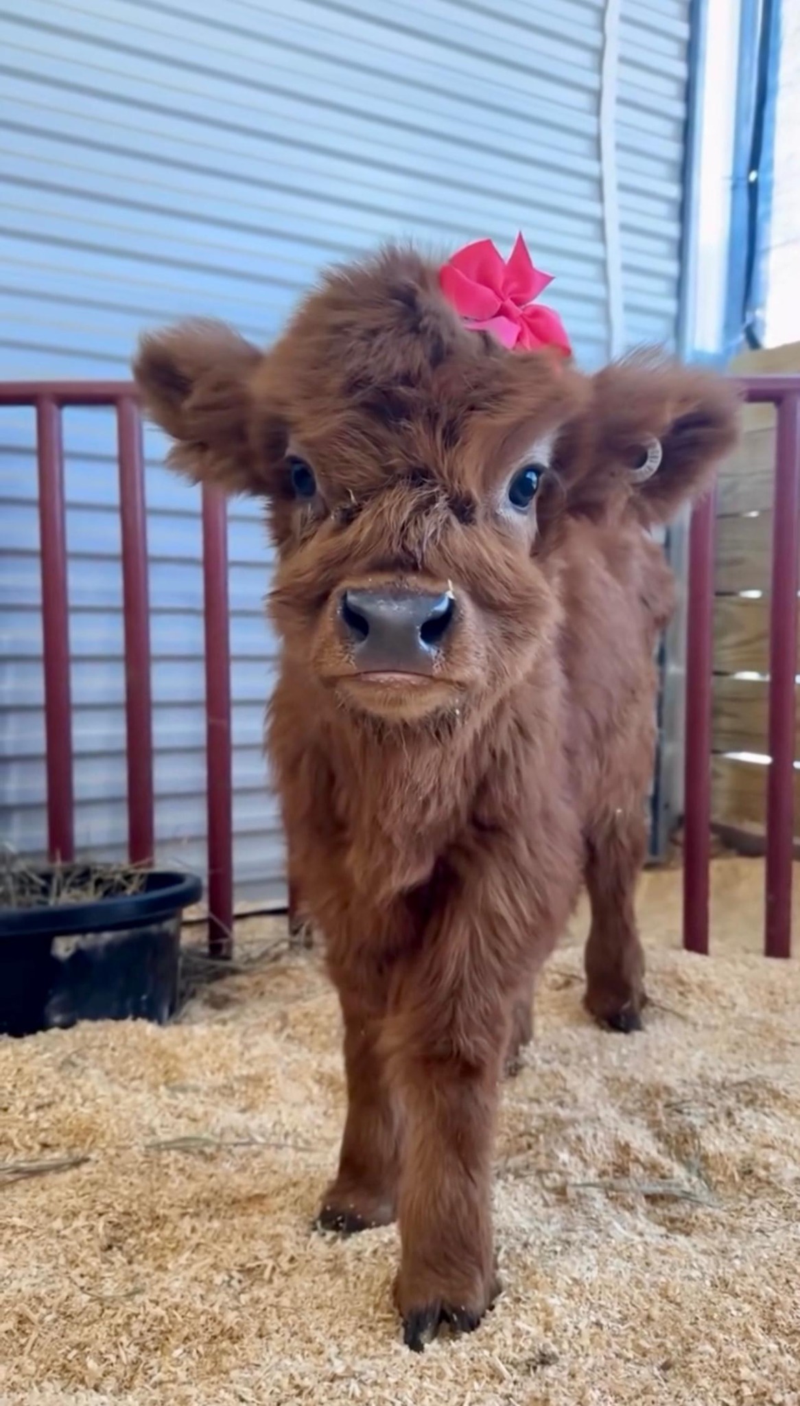 Hazel, a fluffy chocolate miniature highland heifer with a red bow