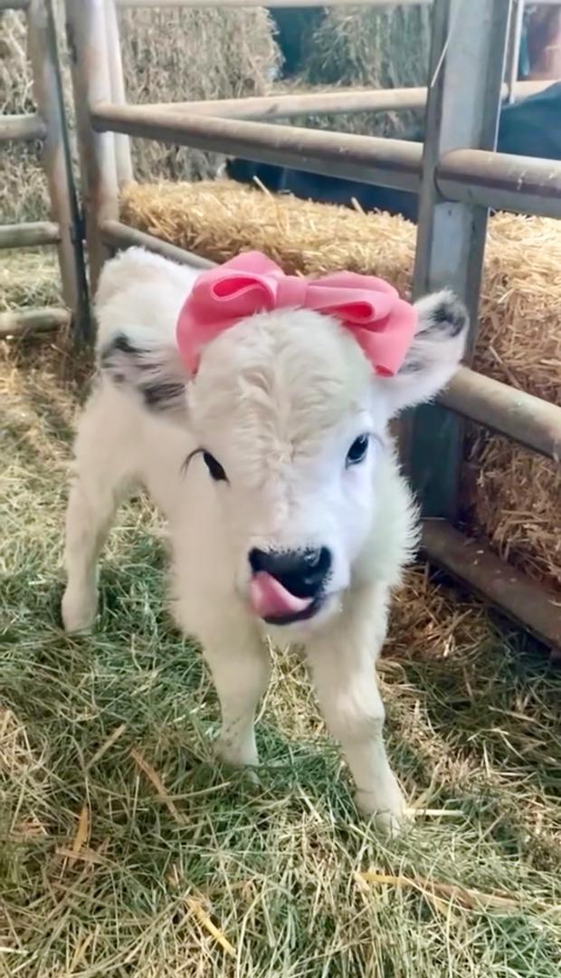 Poppy, a white miniature highpark heifer with a pink bow