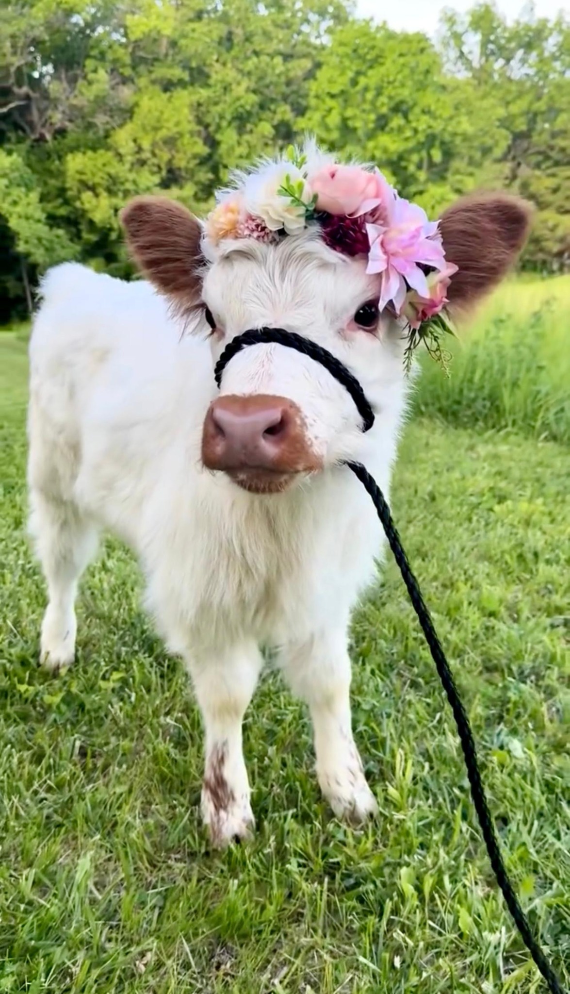 Daisy, a white miniature heifer with a flower crown halter
