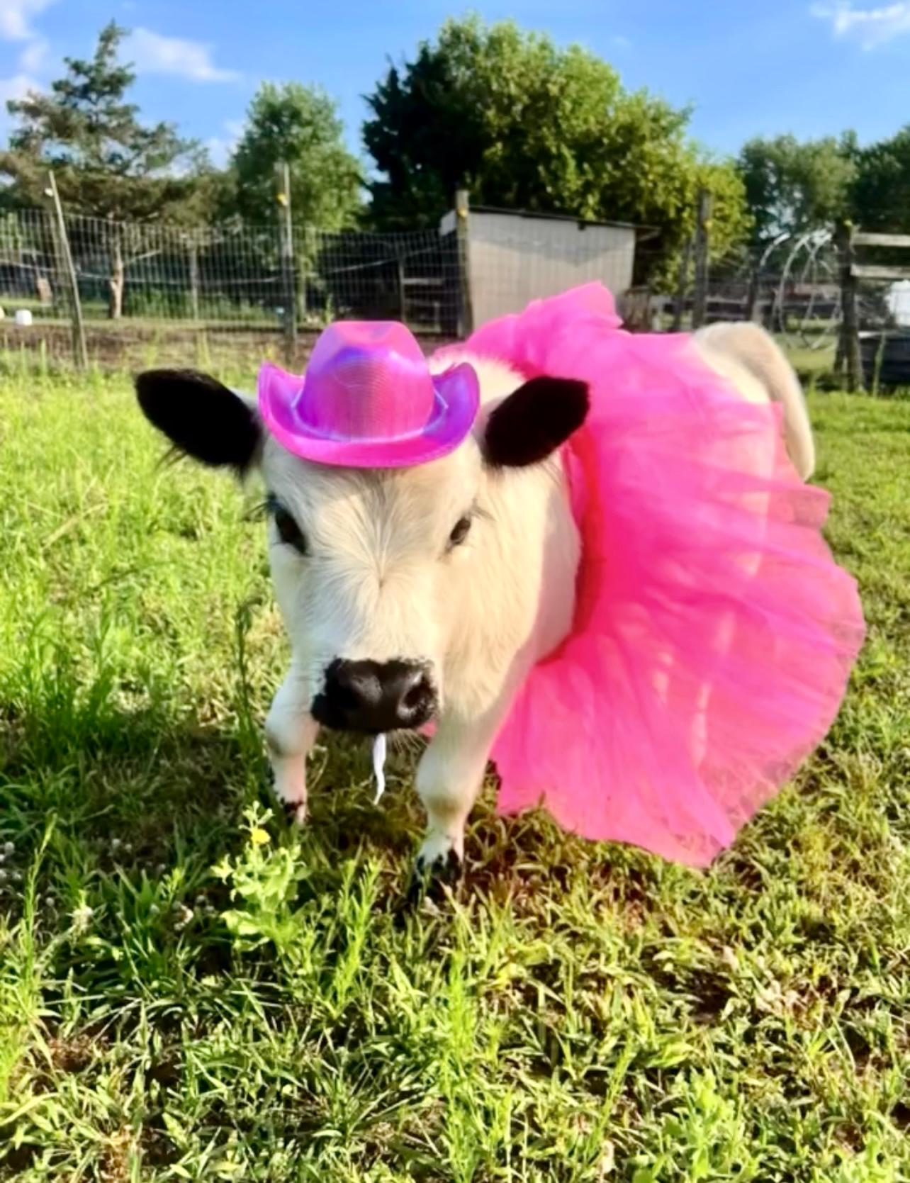 Lulu, a white miniature heifer in a hot pink tutu and hat