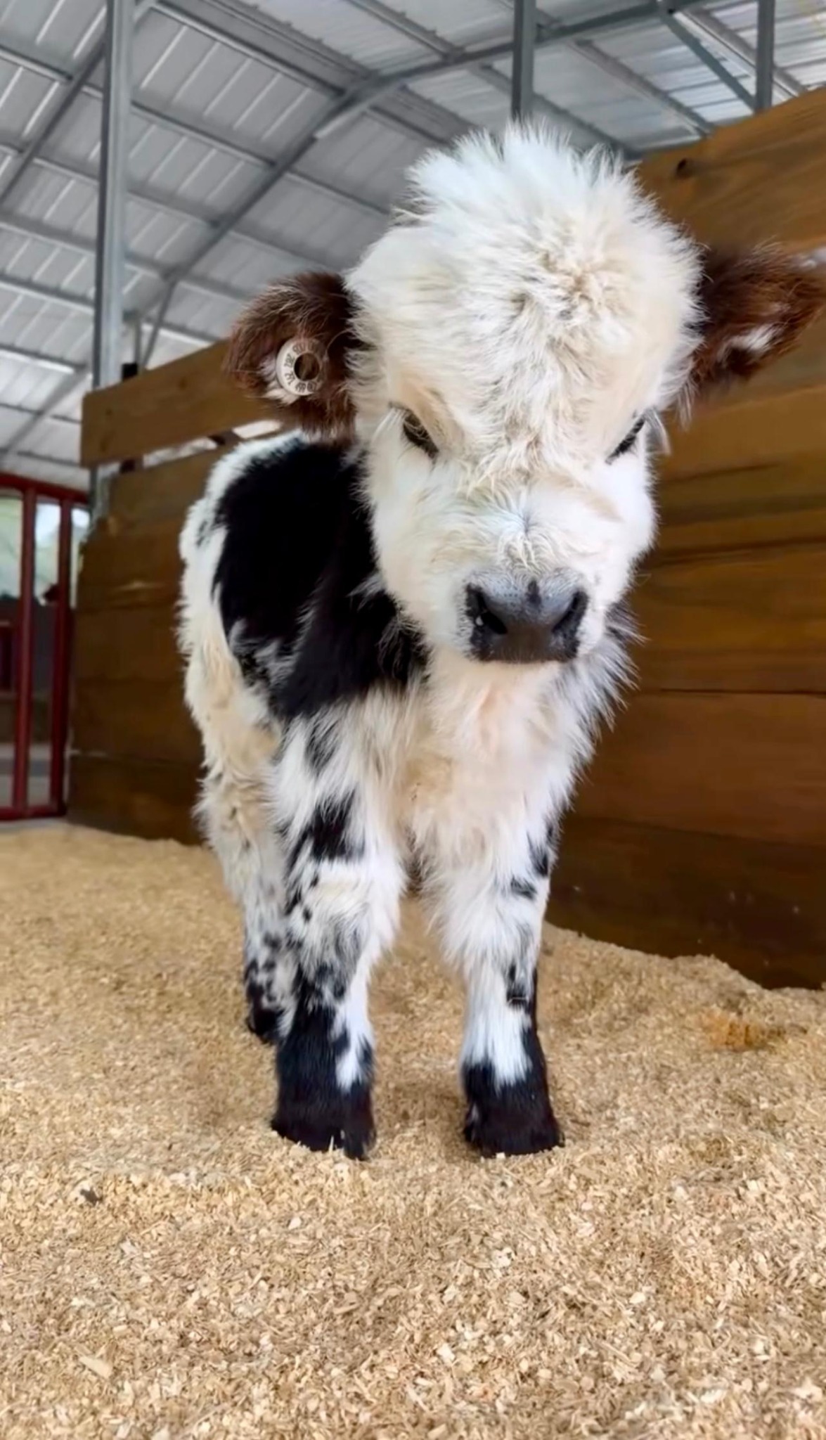 Pepper, a black and white speckled miniature calf in a barn