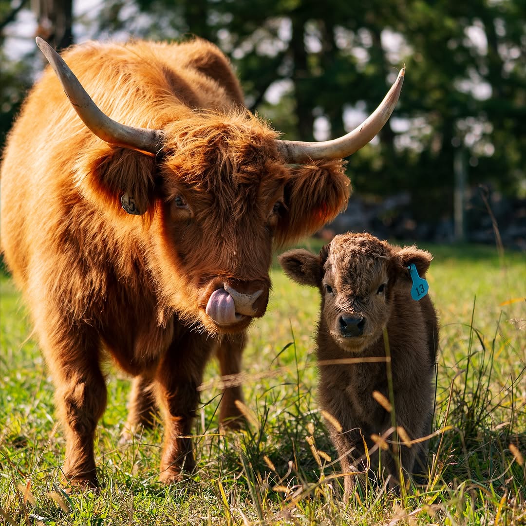 Mini highland cow with calf standing together in a sunny paddock