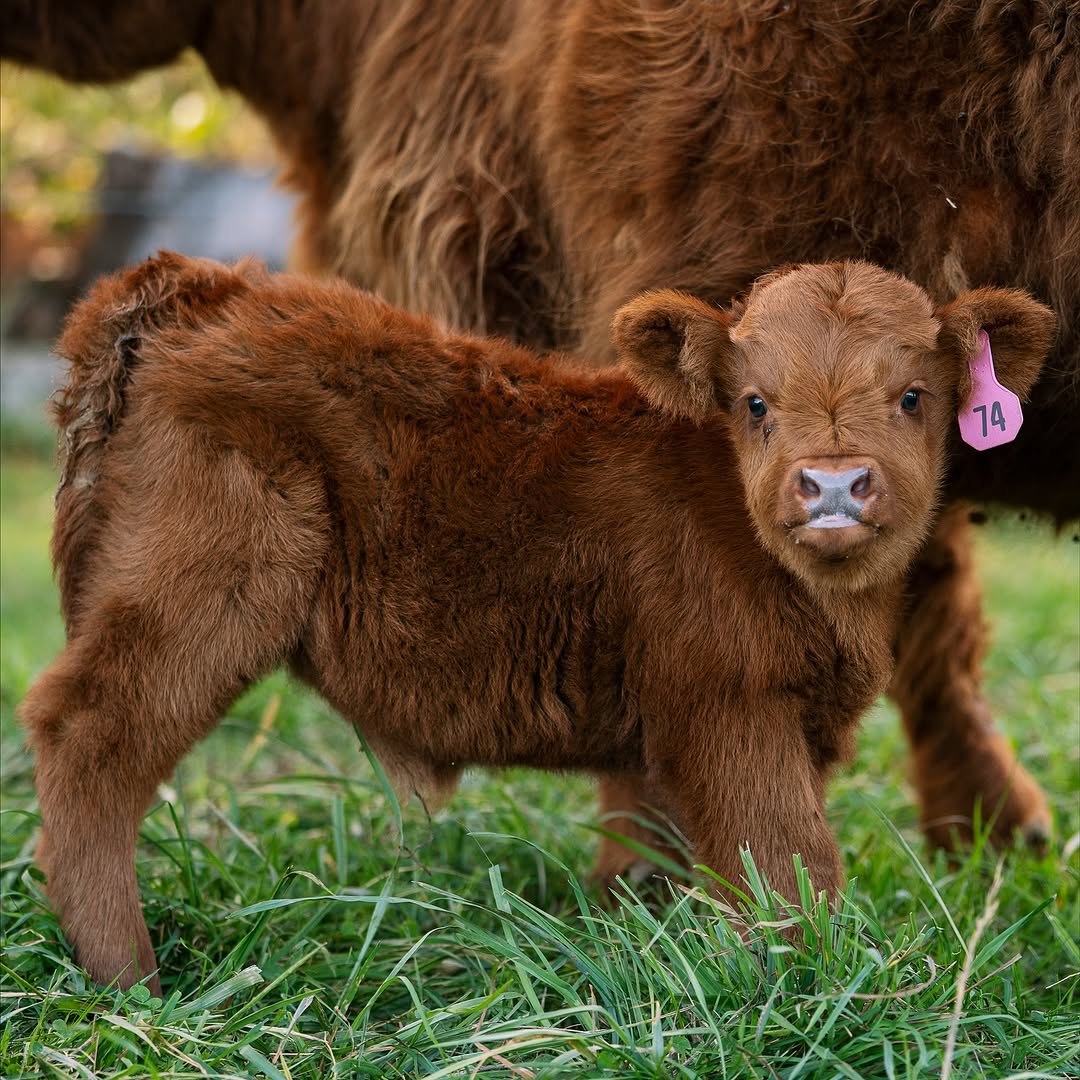 Fluffy red miniature calf standing in green grass