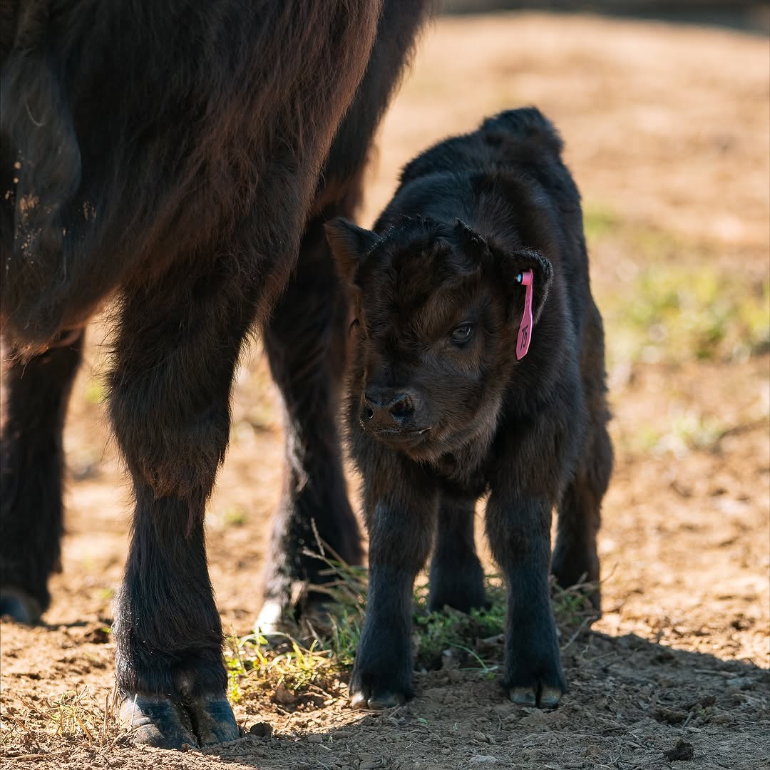 Small black miniature calf beside its dam in the paddock