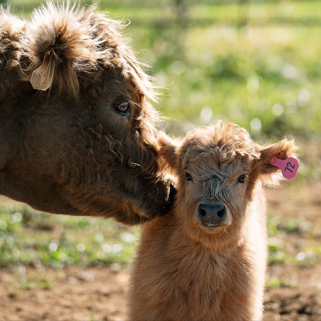 Caramel coloured miniature calf being nuzzled by cow