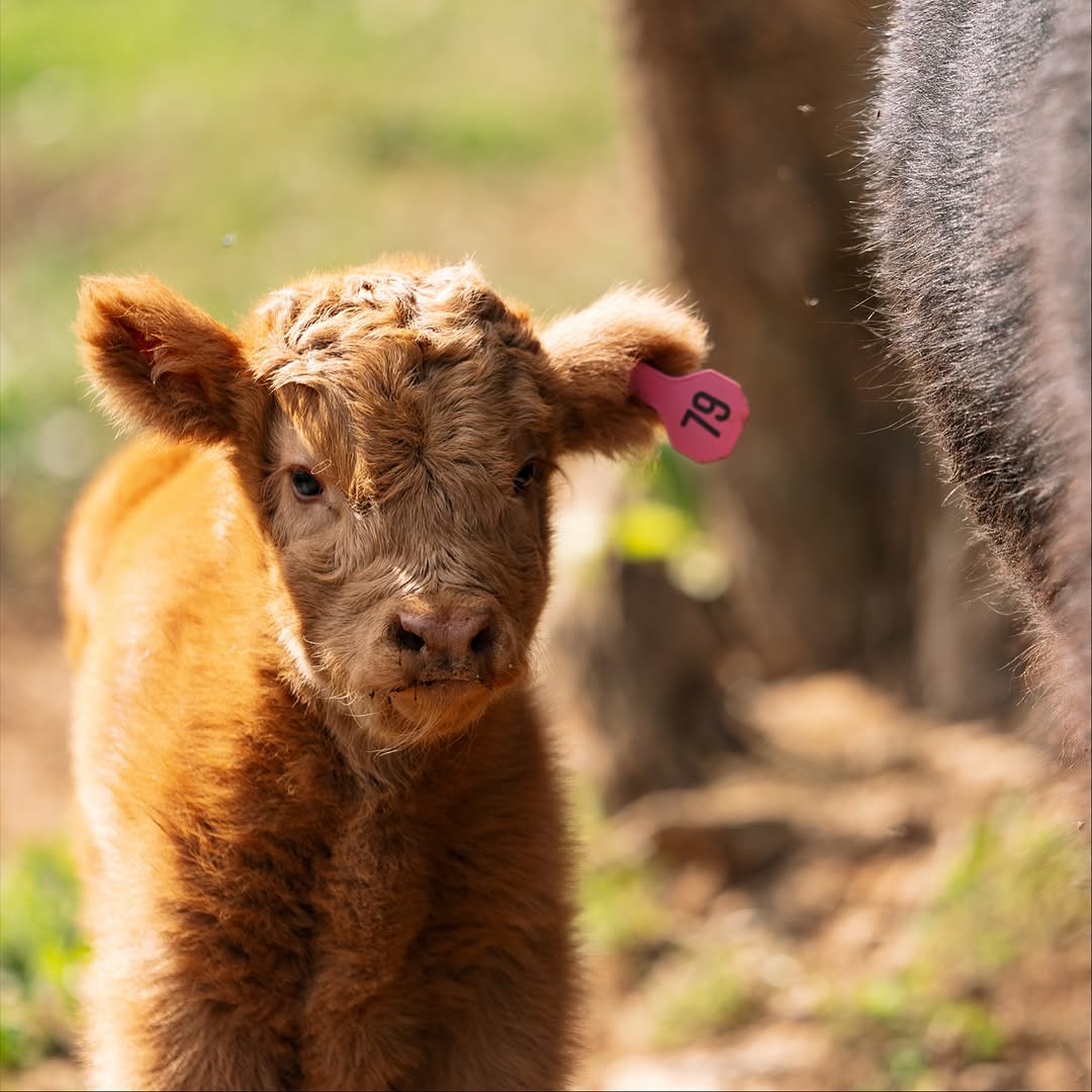 Miniature calves walking towards camera with ear tags