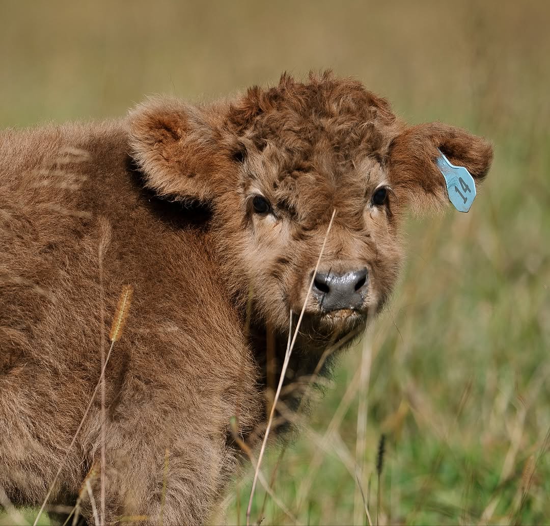 Fluffy young miniature calf looking over its shoulder in long grass