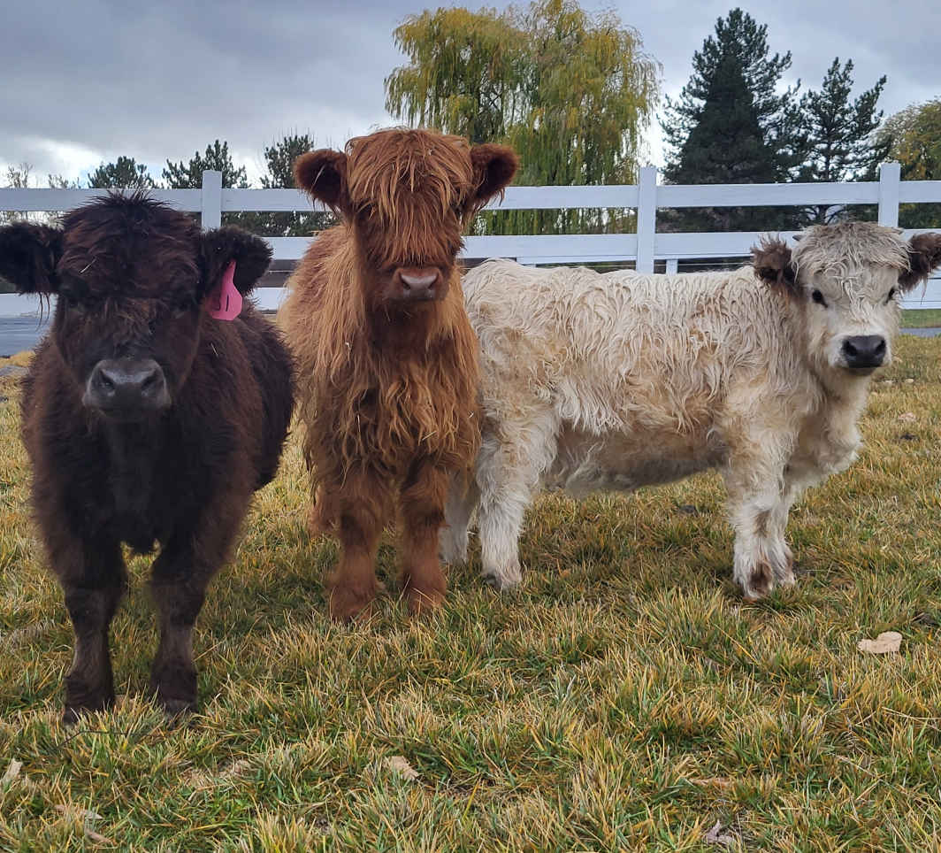Mini Moo Ranch logo - miniature highland cattle